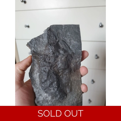 Fossil Grallator Dinosaur Footprint